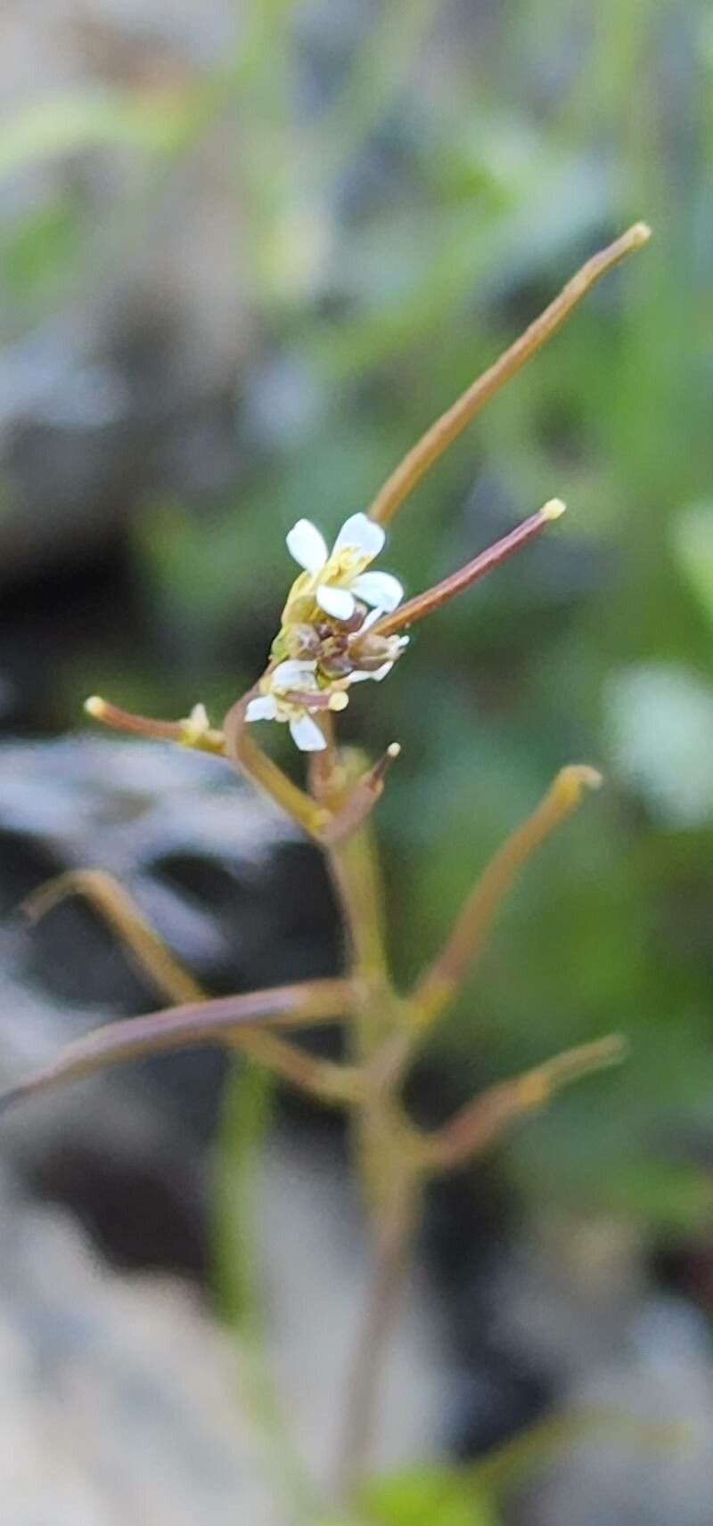Arabis aucheri flower