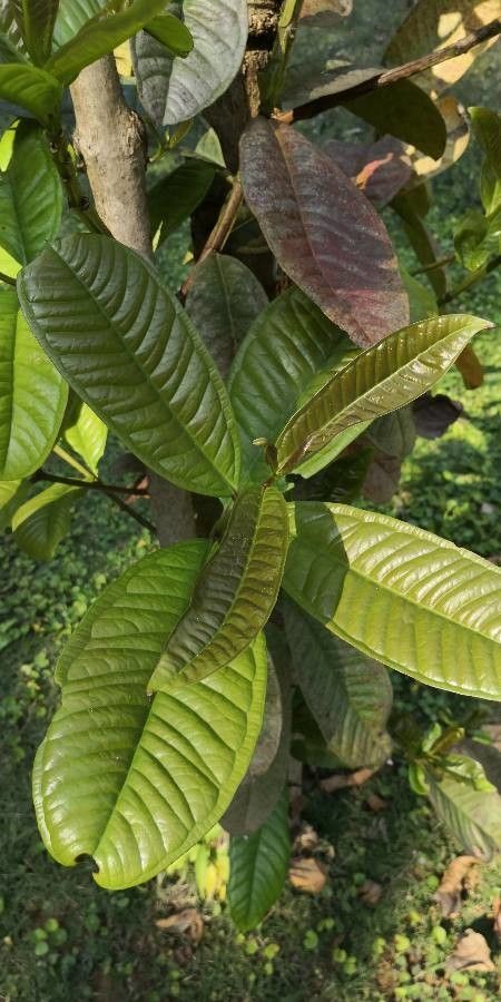 Syzygium tetragonum — houseplant care guide