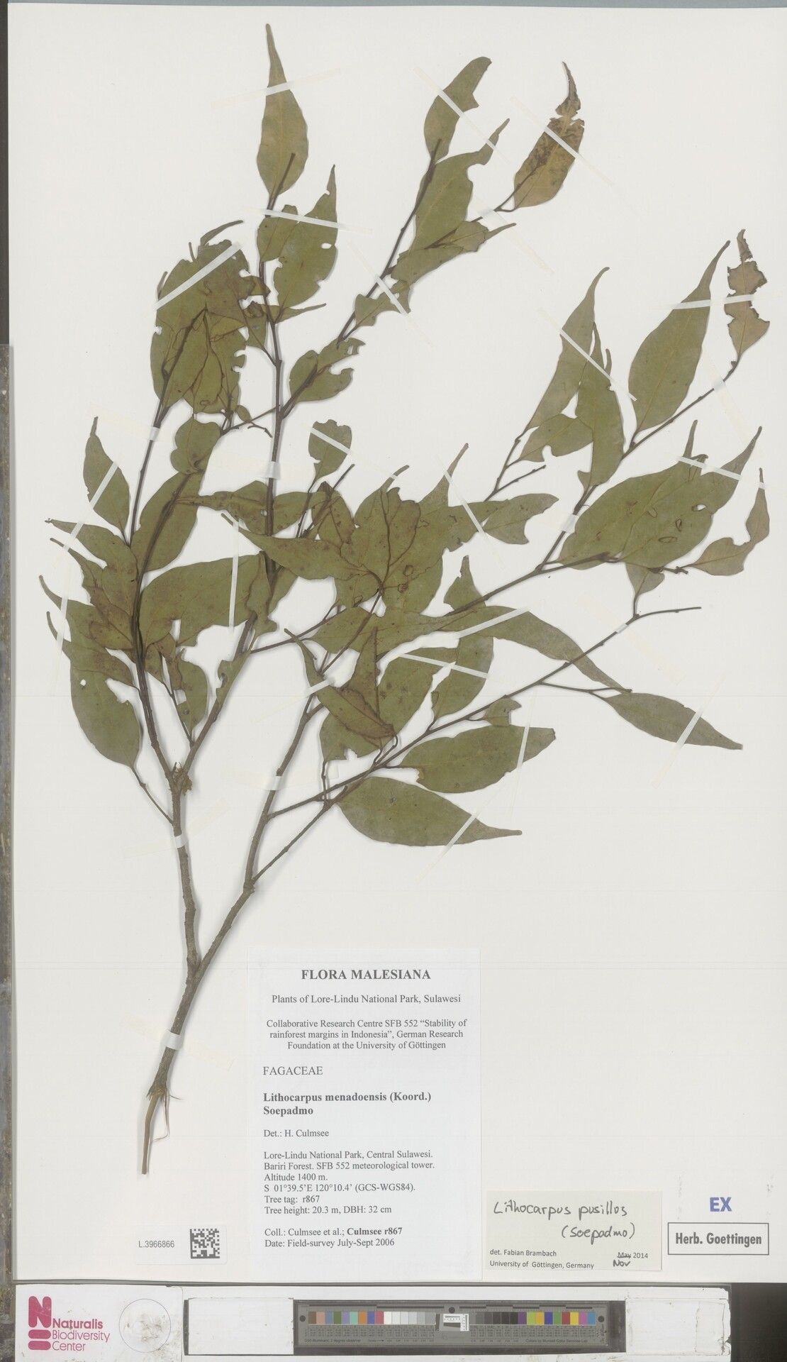 Lithocarpus pusillus — houseplant care guide