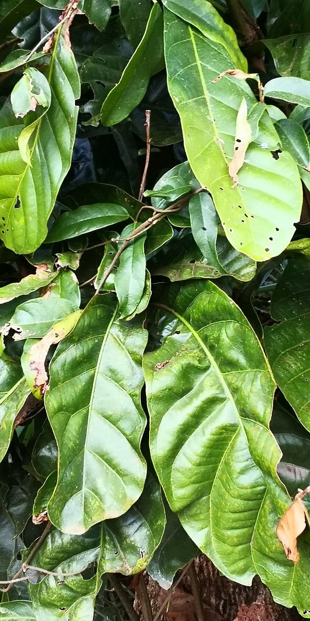 Ficus pandurata leaf