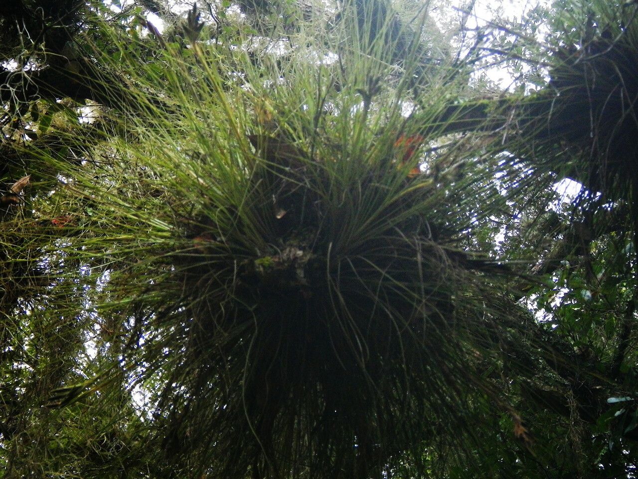 Tillandsia bartramii