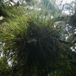 Tillandsia bartramii