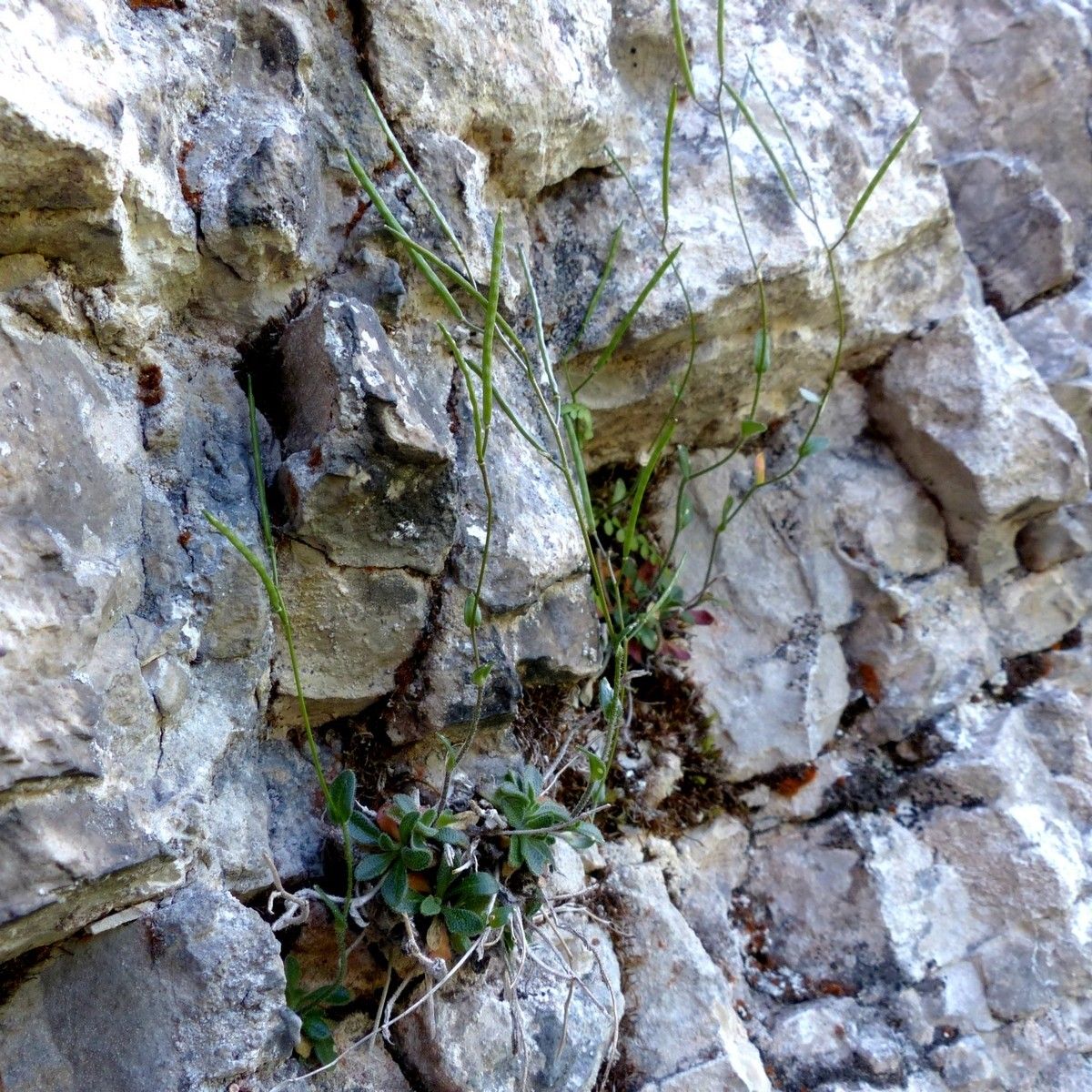 Arabis serpillifolia habit