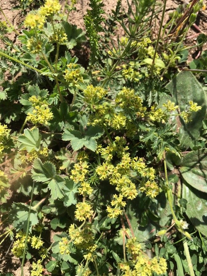 Alchemilla flabellata flower