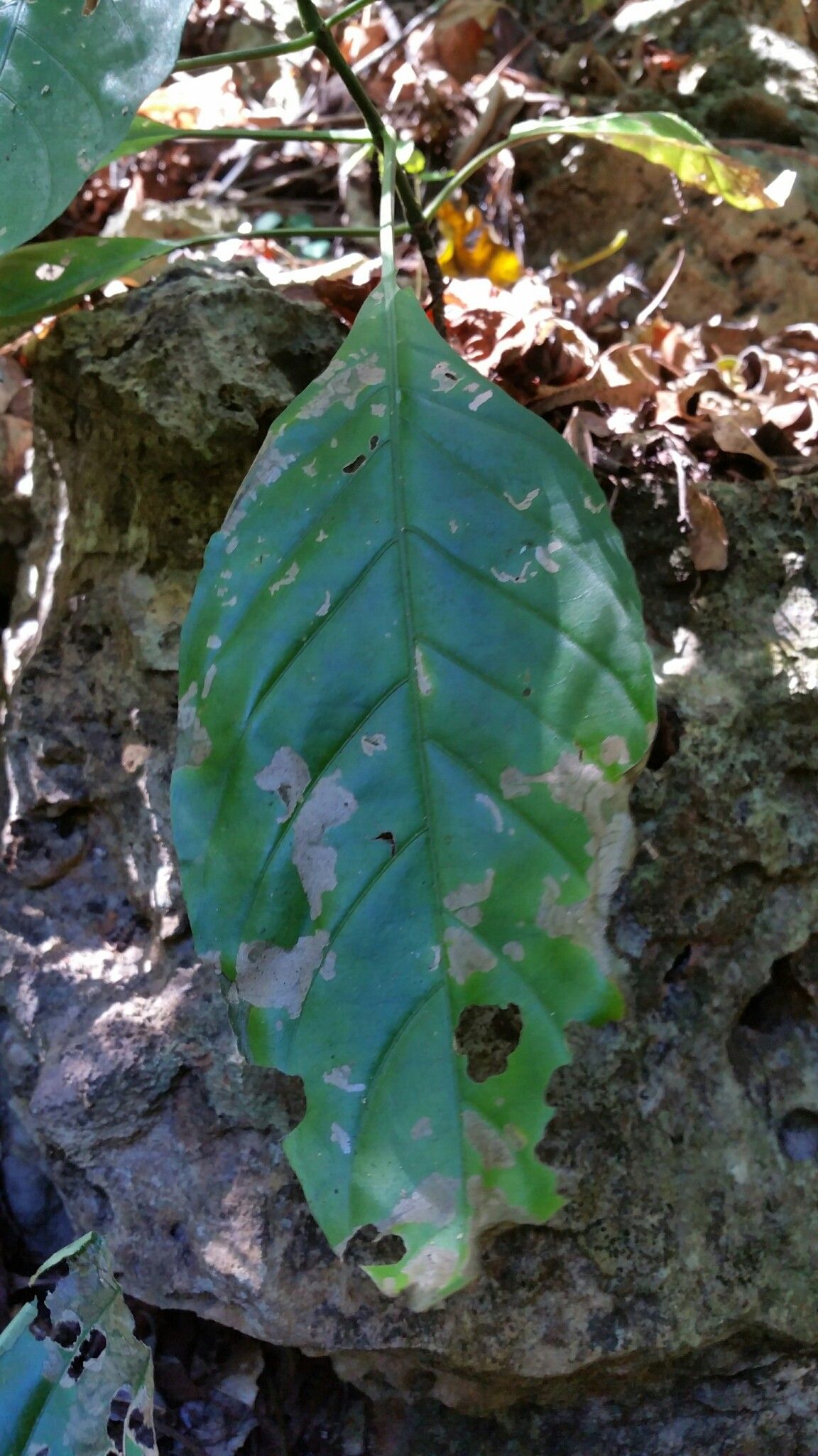 Hypoestes taeniata — houseplant care guide