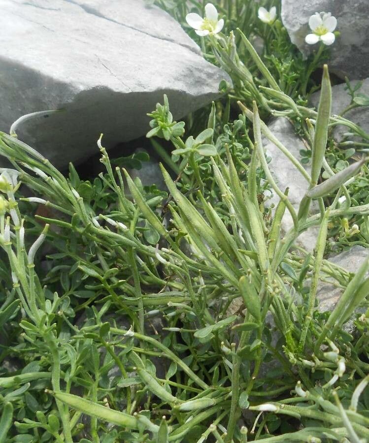 Cardamine carnosa — search result for 'Cardamine'