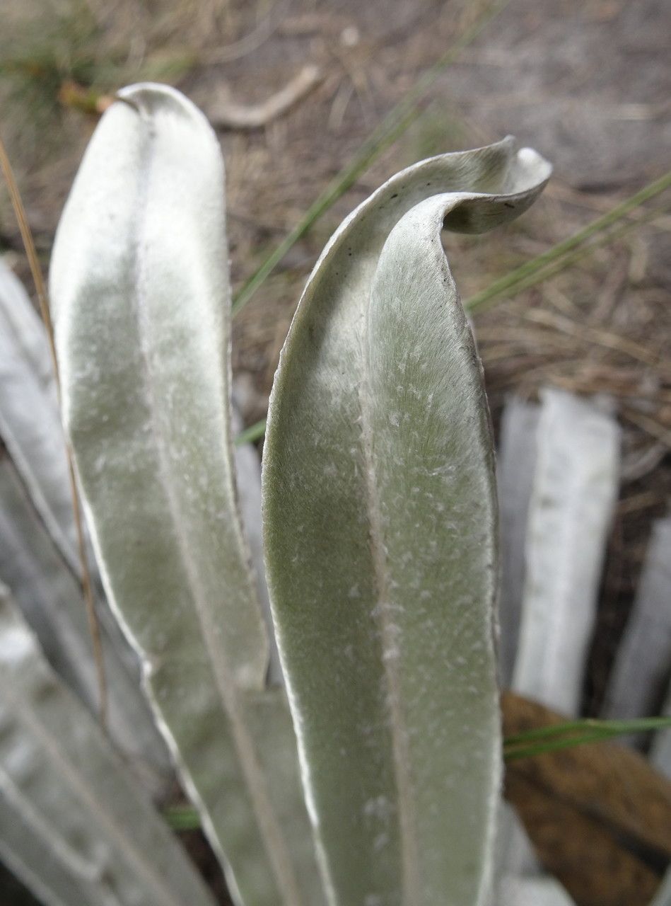 Espeletia argentea leaf