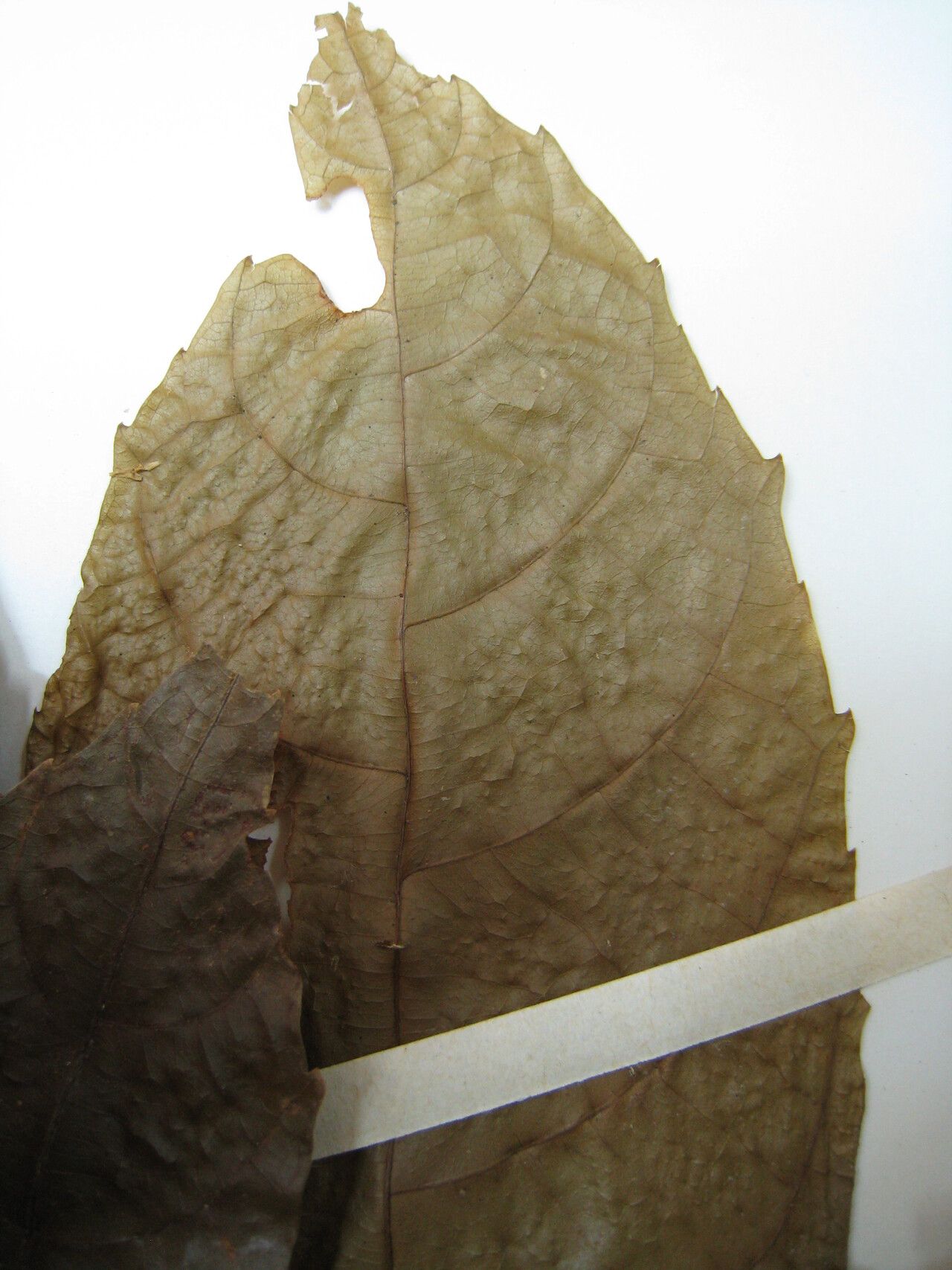 Allophylus leucoclados — houseplant care guide