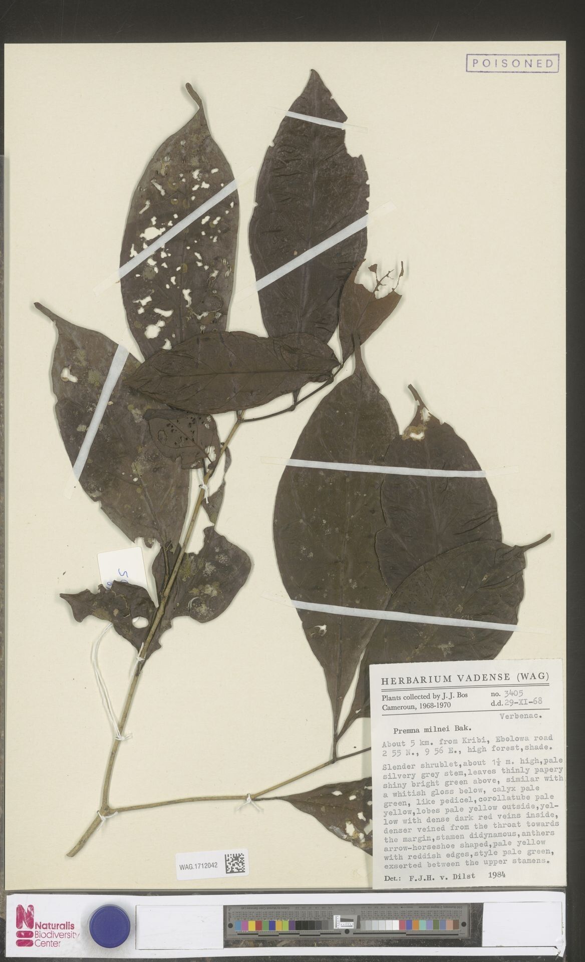 Premna milnei — houseplant care guide