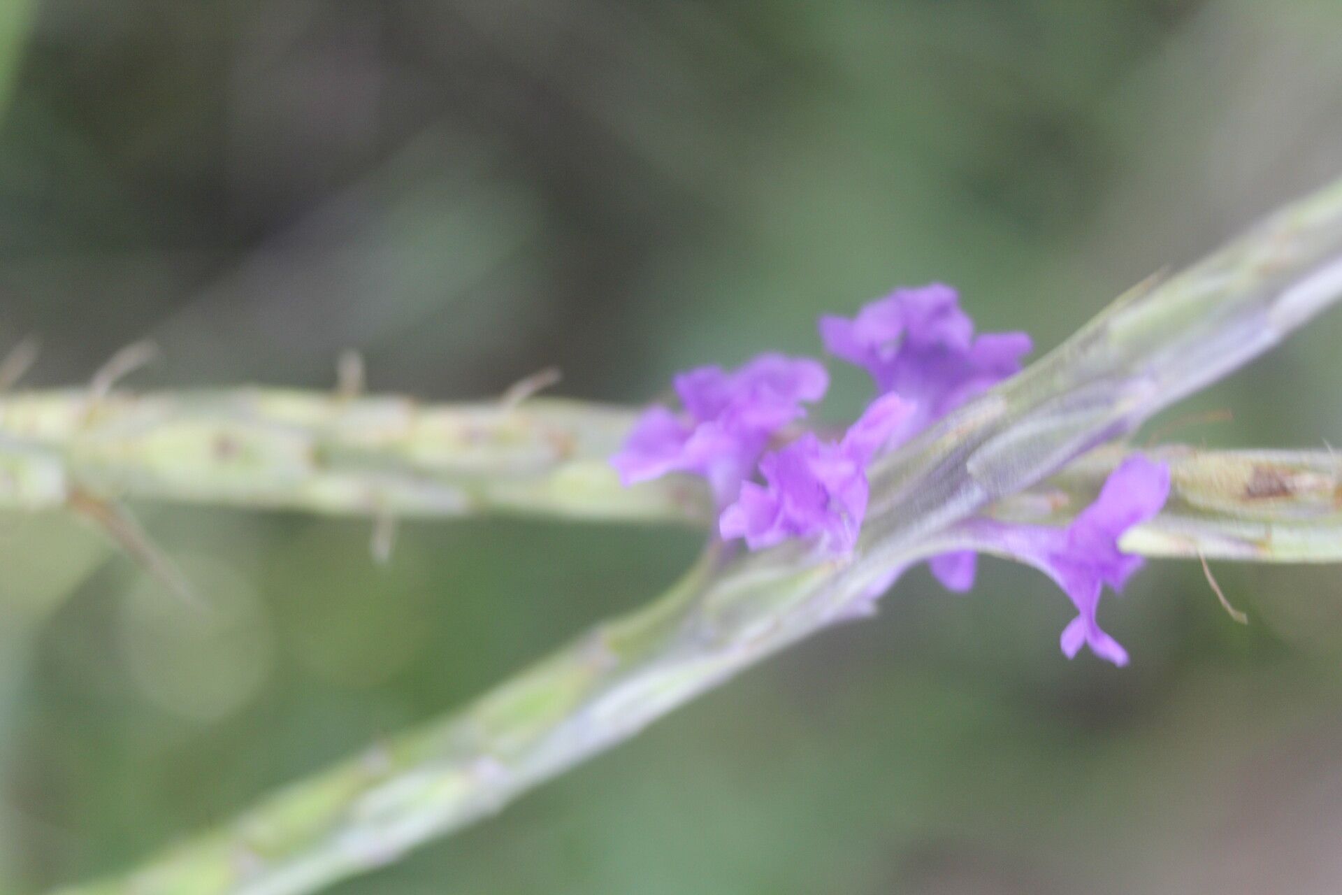 Stachytarpheta calderonii flower