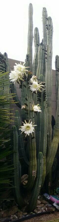Echinopsis pachanoi flower