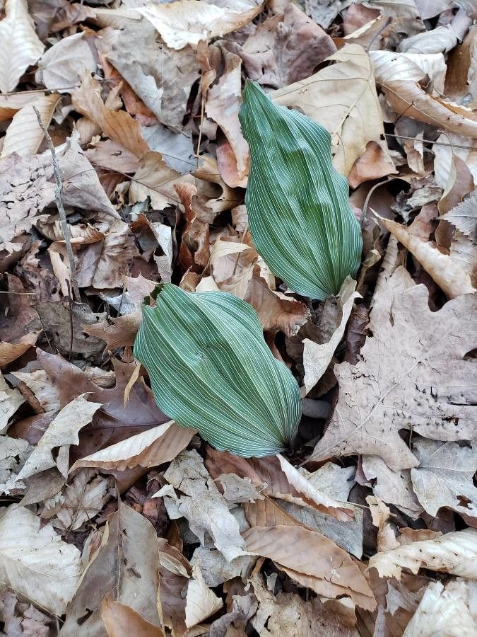 Aplectrum hyemale leaf