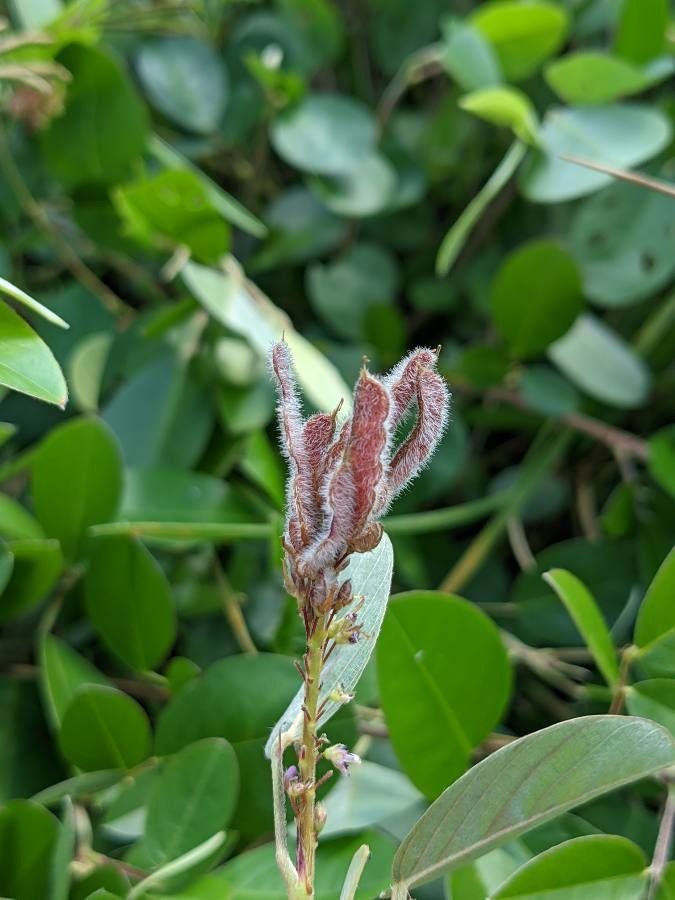 Desmodium heterocarpon fruit