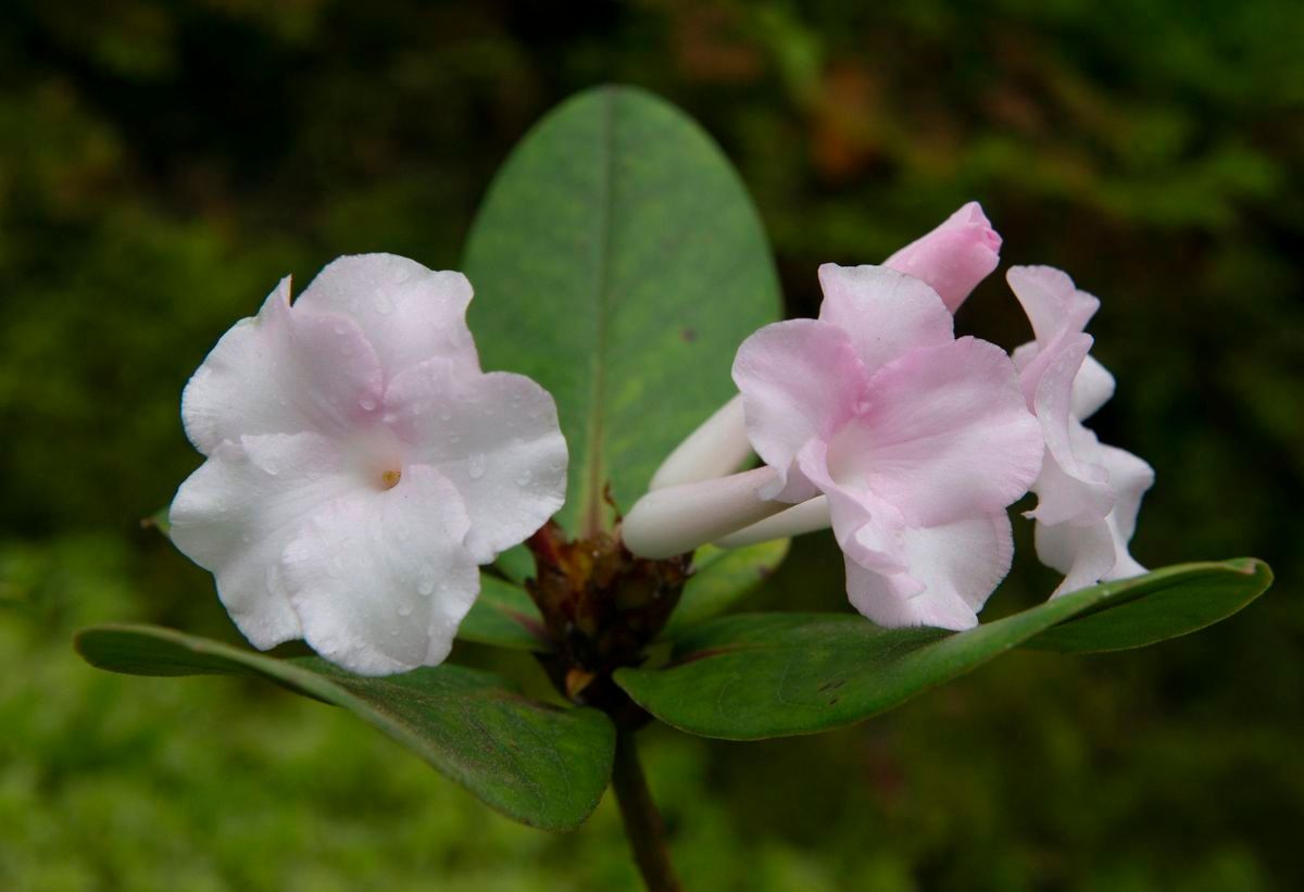 Rhododendron mogeanum flower