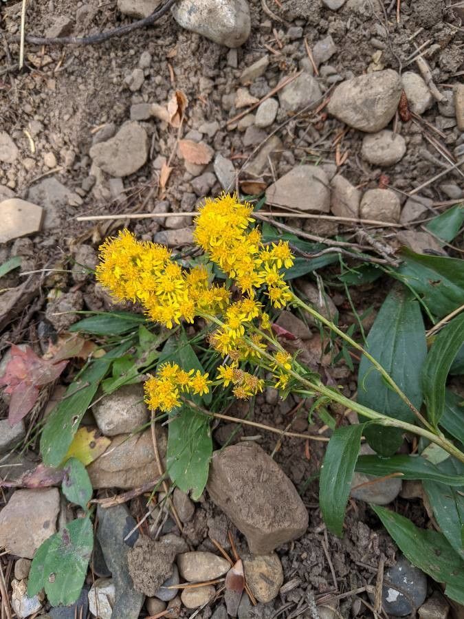 Solidago multiradiata flower
