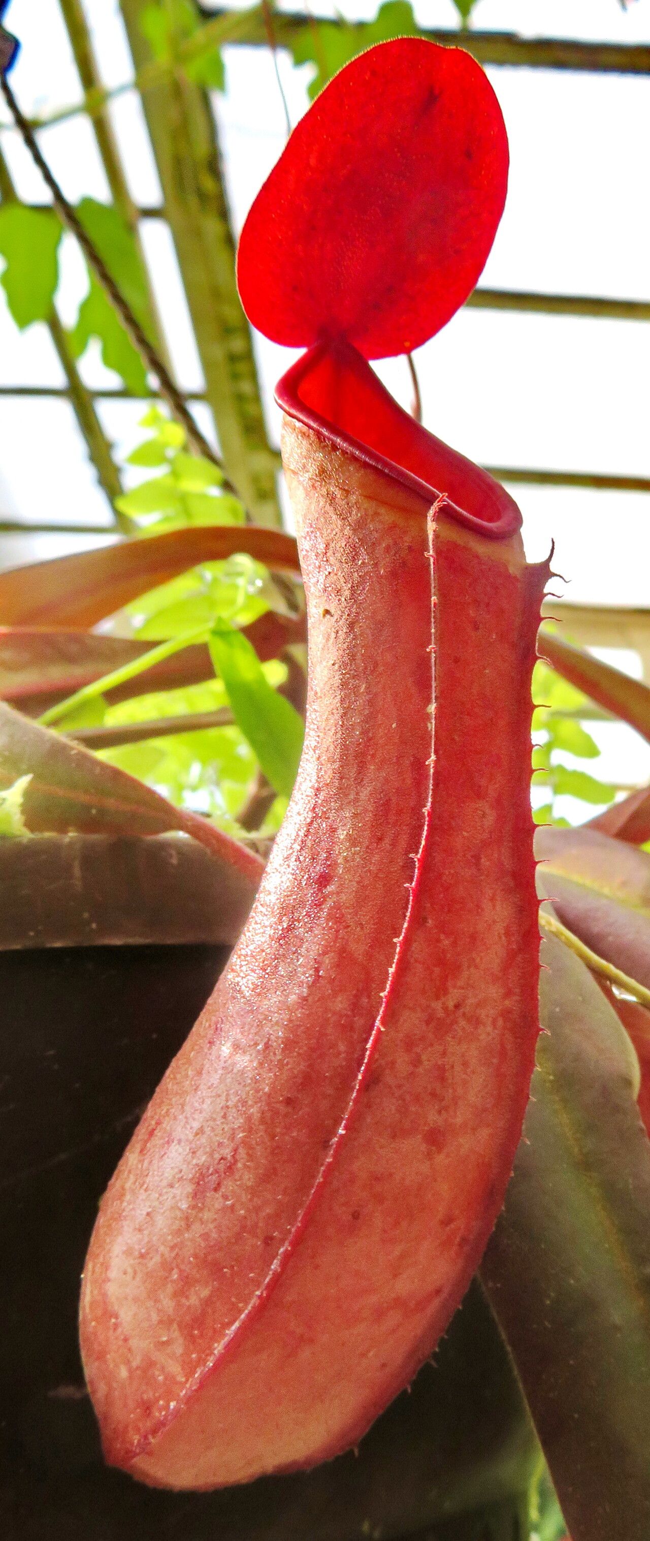 Nepenthes albomarginata