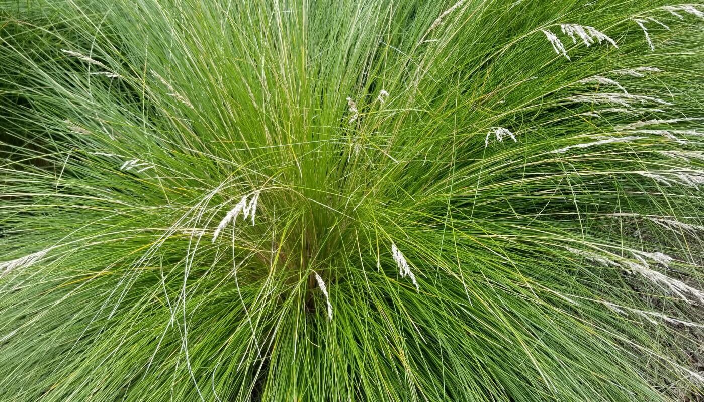 Poa poiformis habit