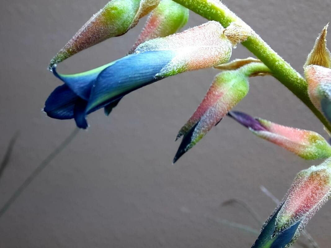 Puya laxa — search result for 'Puya'