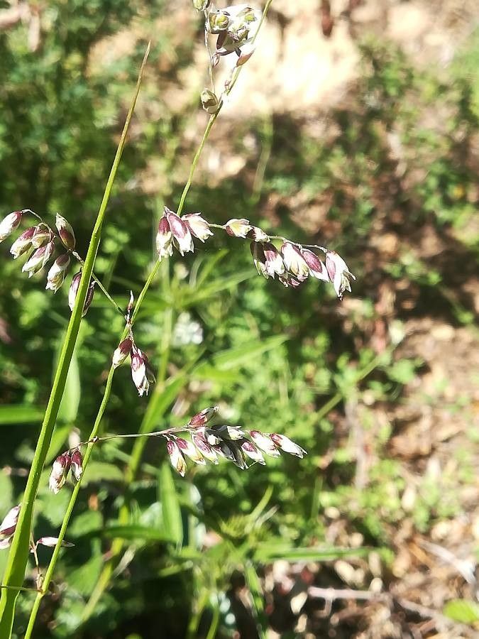 Melica nutans flower