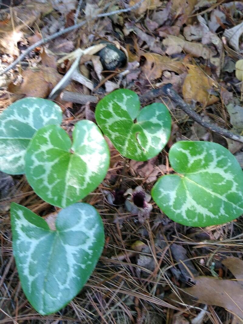 Hexastylis virginica flower