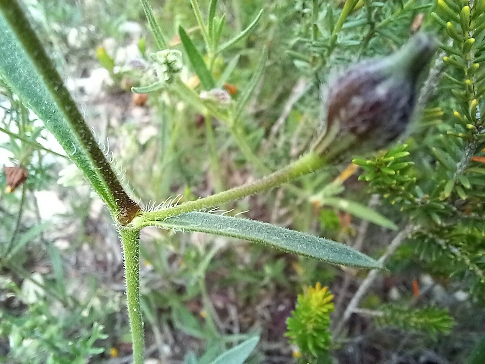 Silene sclerocarpa — houseplant care guide