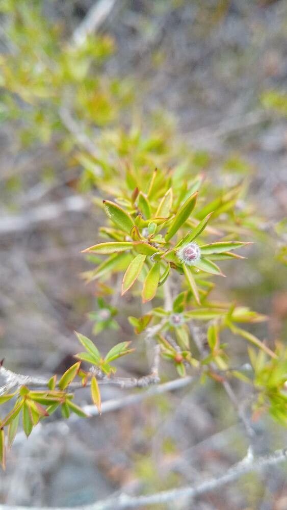 Leptospermum macrocarpum — houseplant care guide