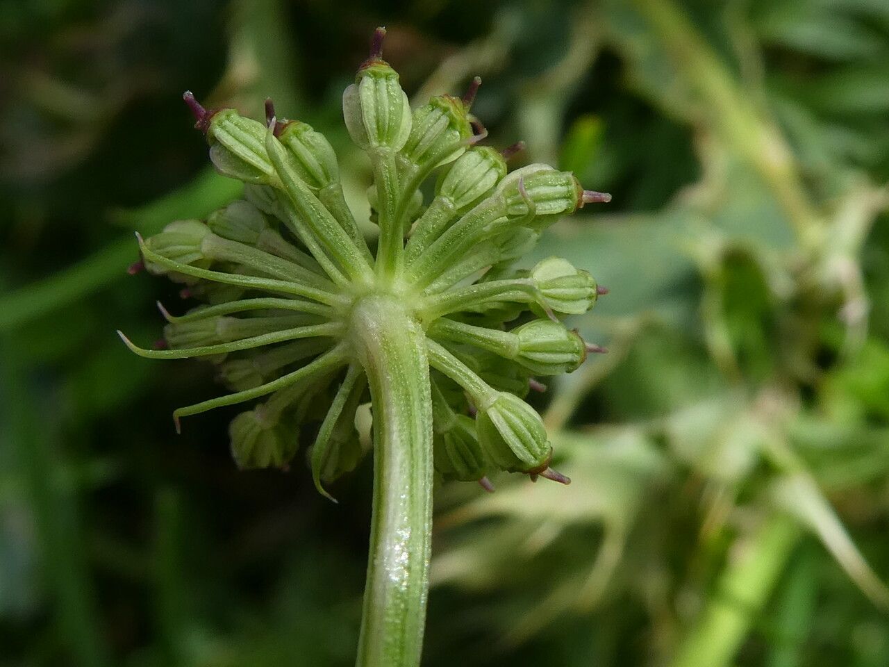 Epikeros pyrenaeus fruit