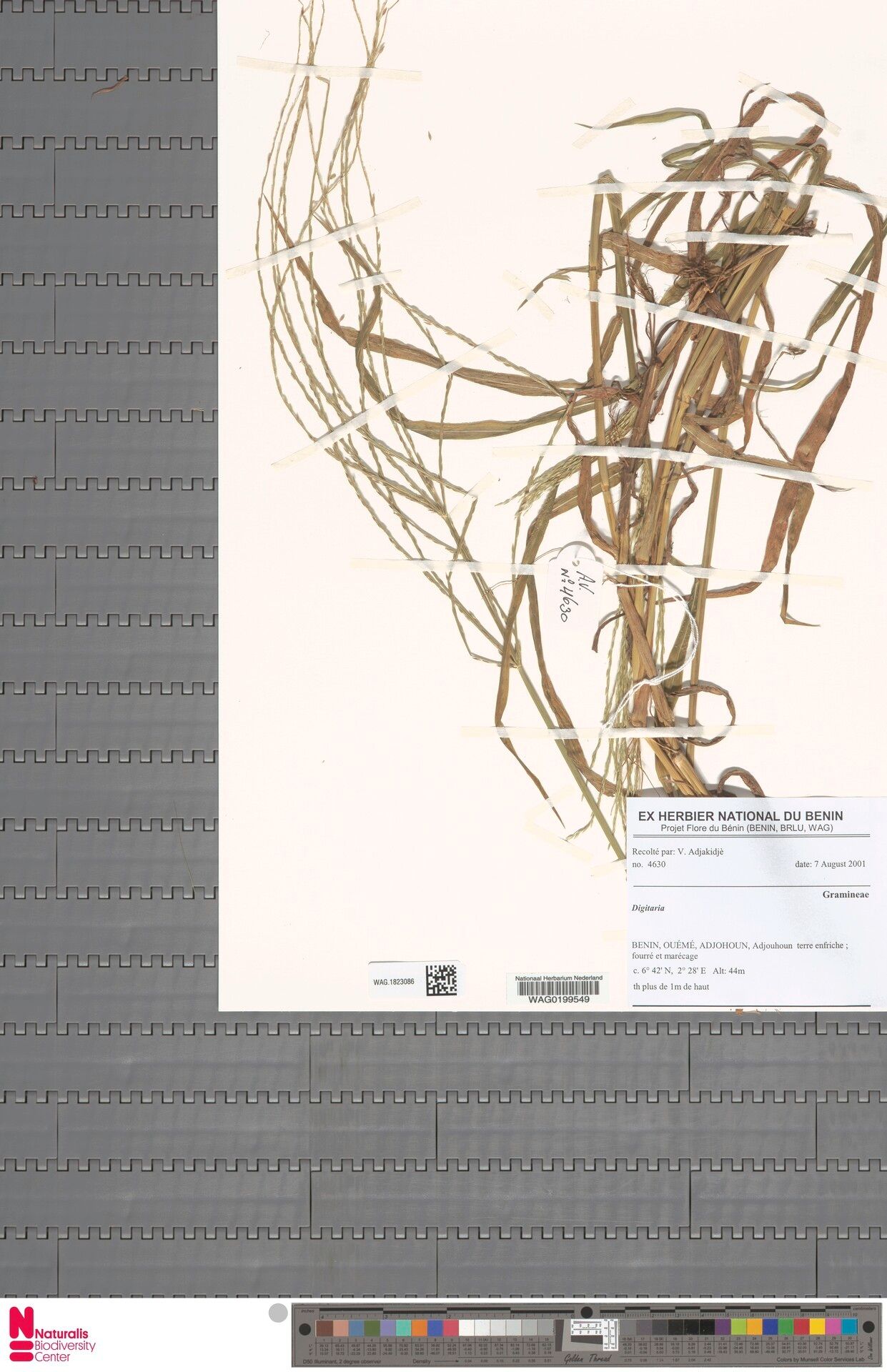 Digitaria acuminatissima — related species from the same genus