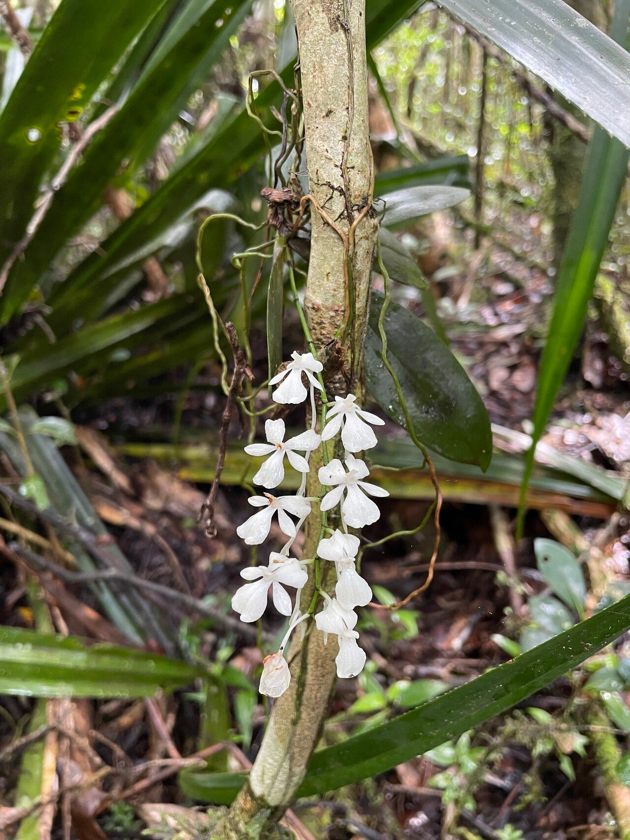 Aerangis citrata — search result for 'Aerangis'