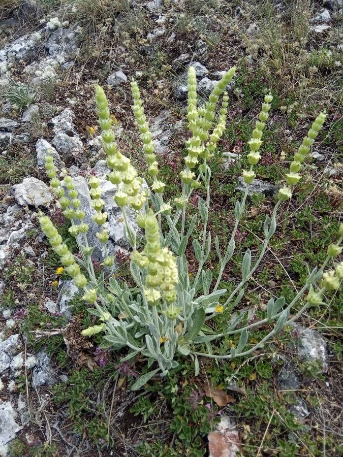 Sideritis taurica — search result for 'Sideritis'