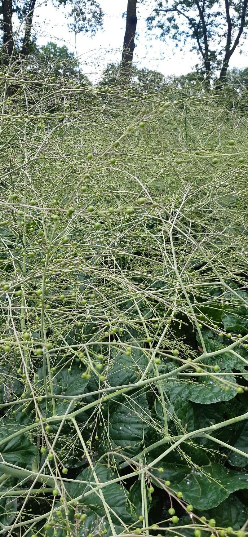 Crambe cordifolia fruit