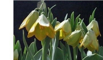 Fritillaria milasensis — search result for 'Fritillaria'