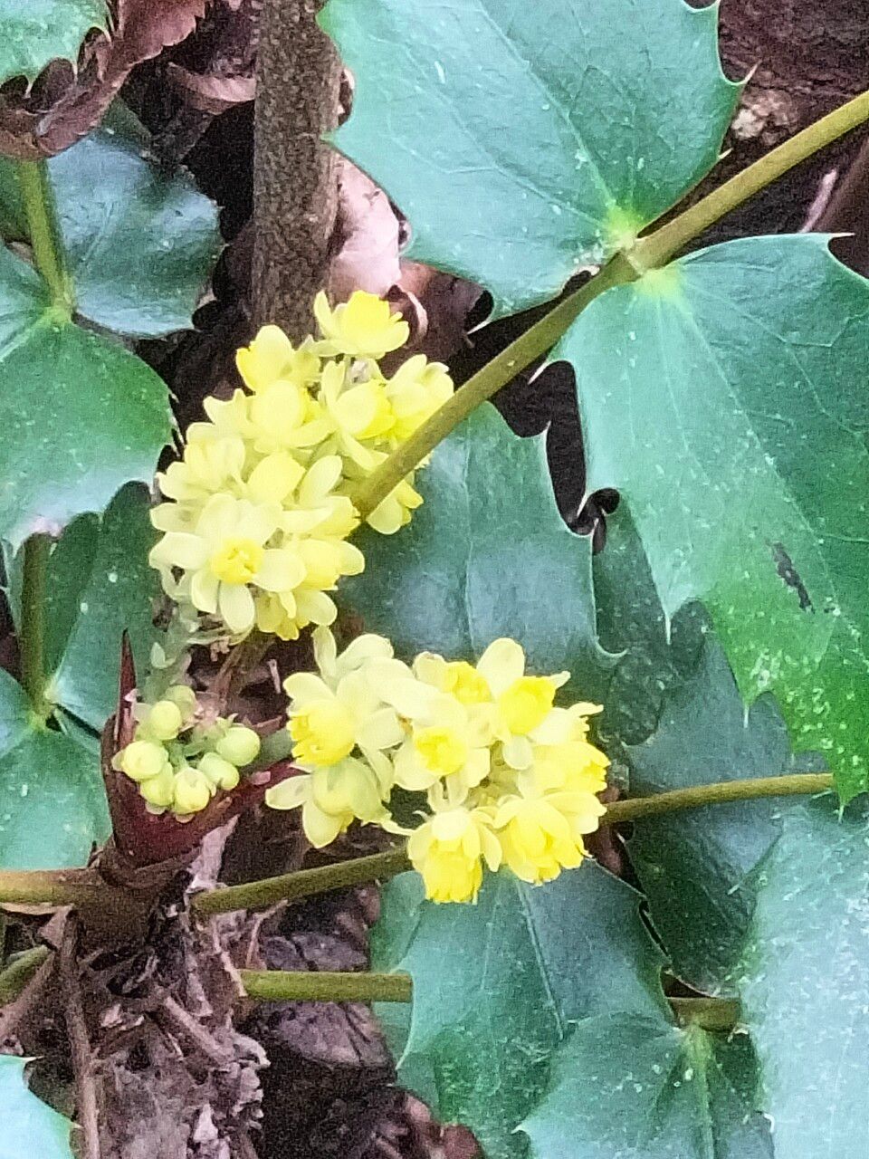 Mahonia nervosa flower