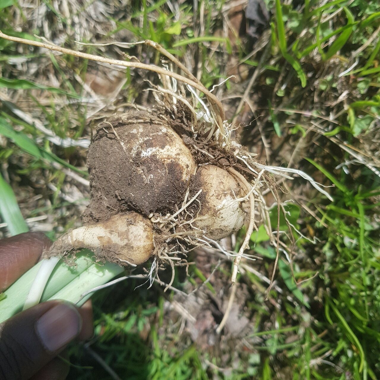 Albuca nigritana habit