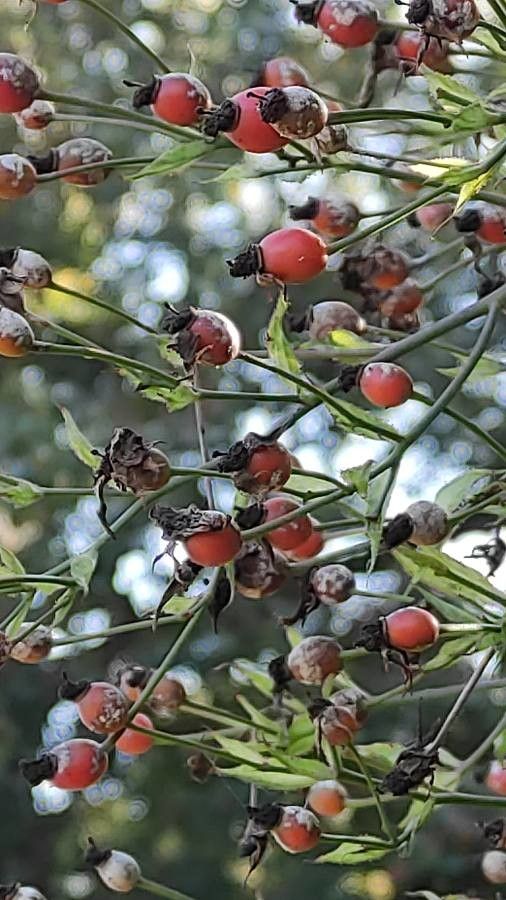 Rosa longicuspis fruit