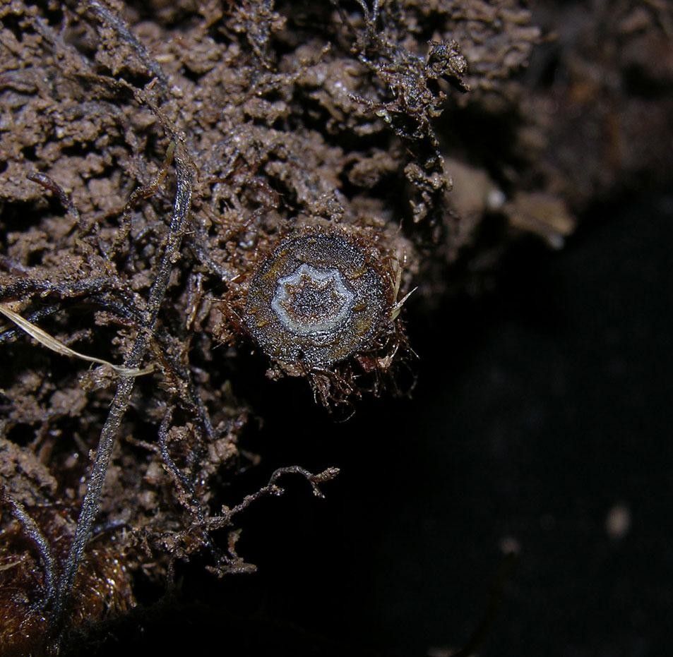 Hypolepis repens other