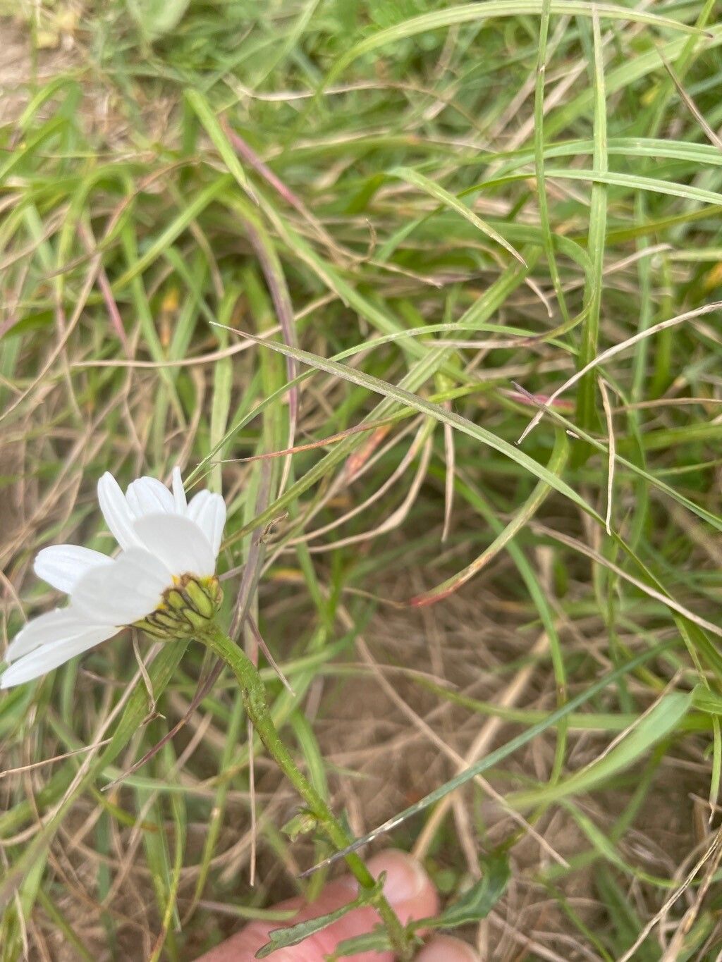 Anthemis chia flower