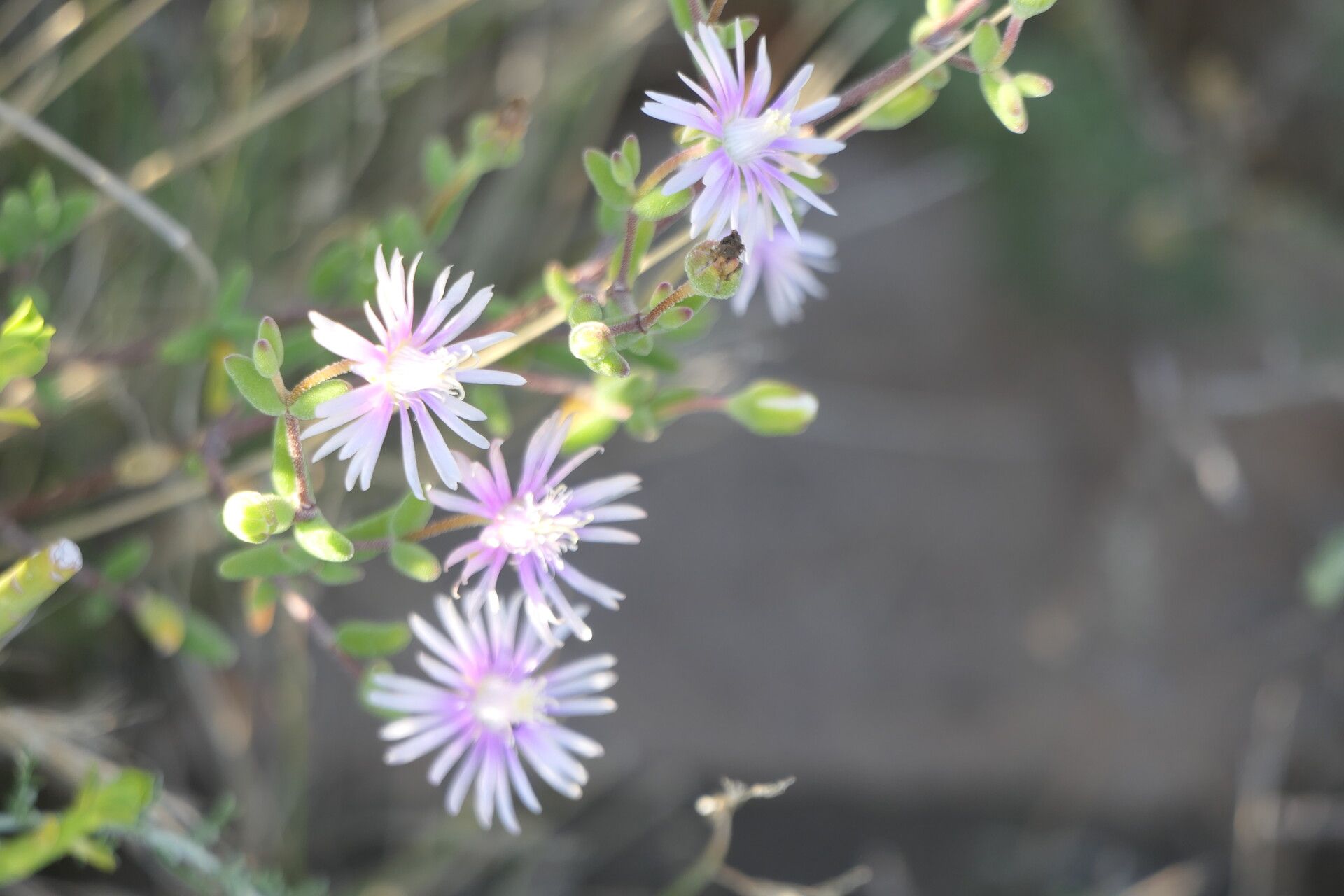 Drosanthemum lique habit