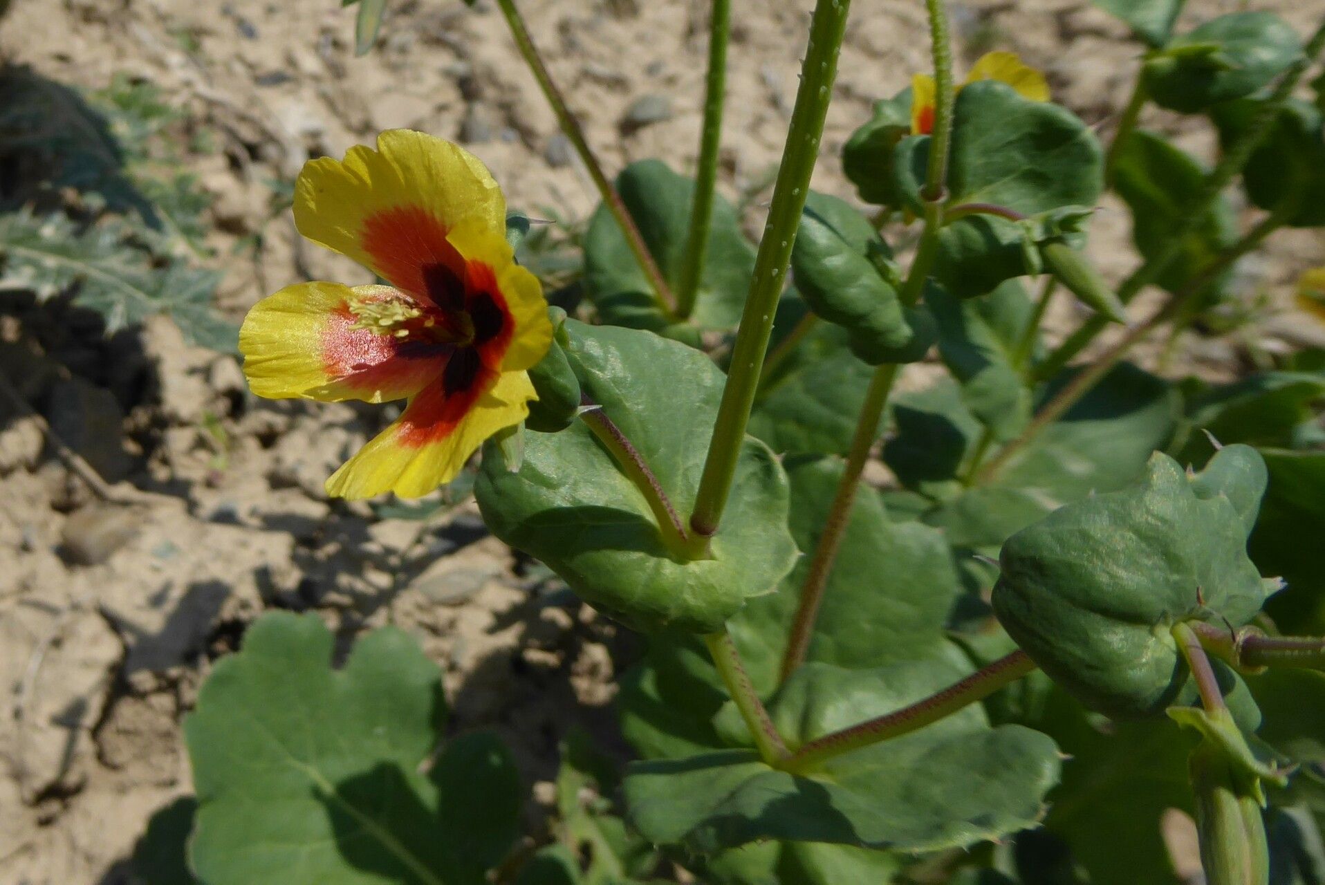 Glaucium elegans — related species from the same genus