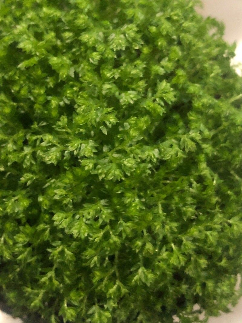 Selaginella apus