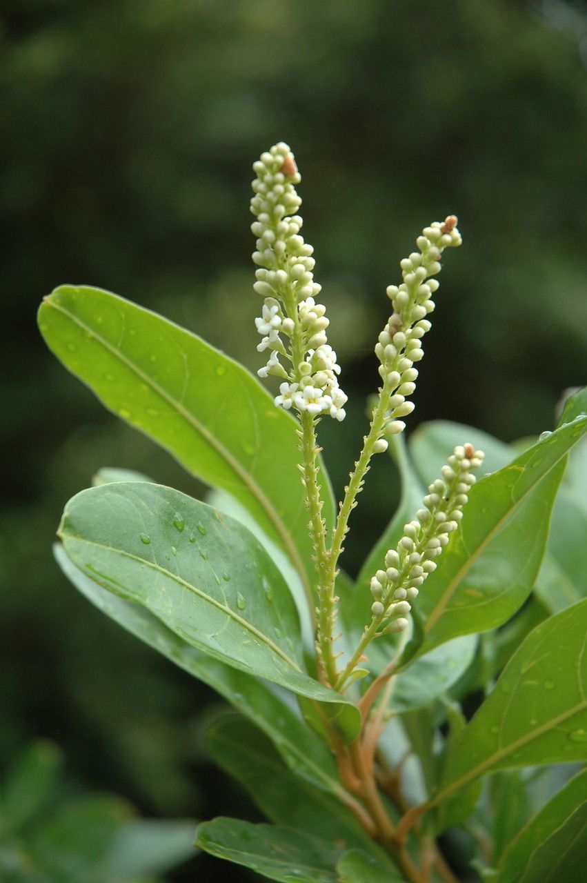 Citharexylum caudatum flower