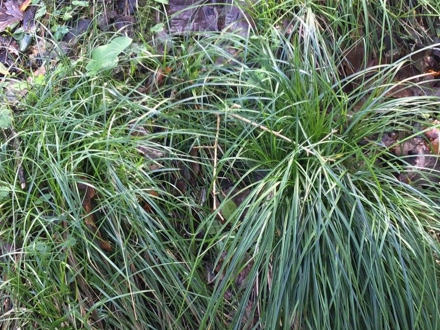 Carex humilis — search result for 'Cyperaceae'