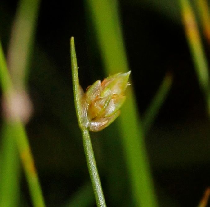 Isolepis setacea fruit