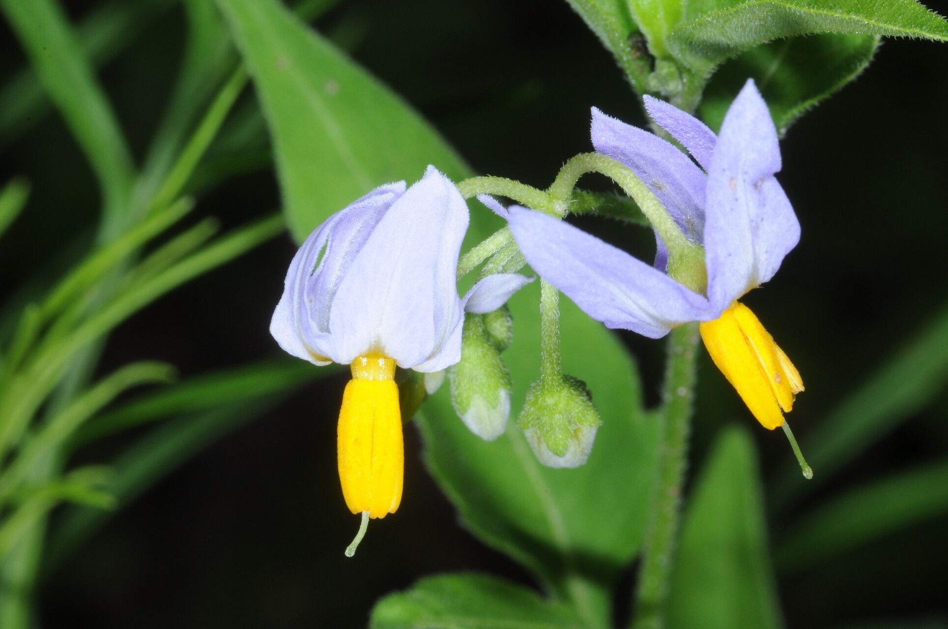 Solanum salicifolium flower