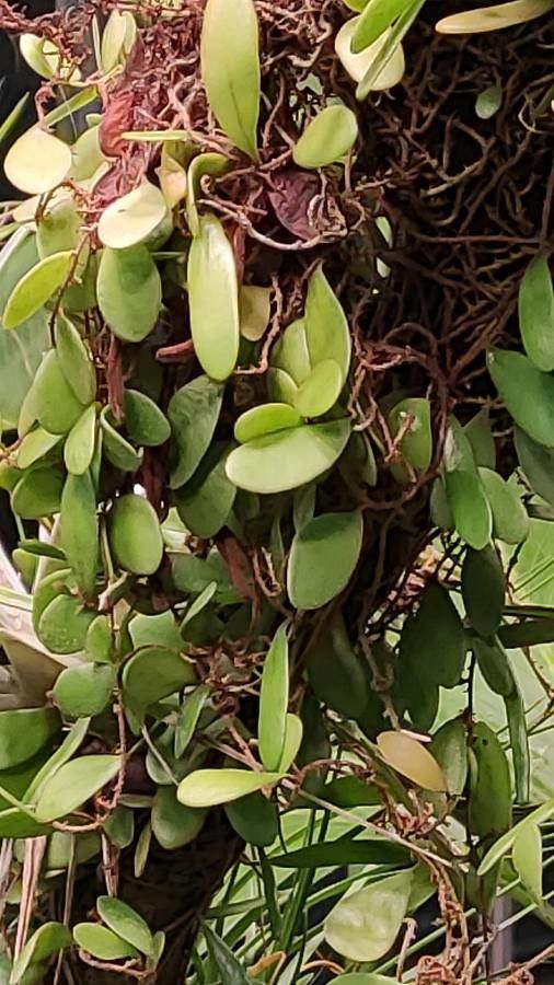 Neoregelia abendrothae leaf