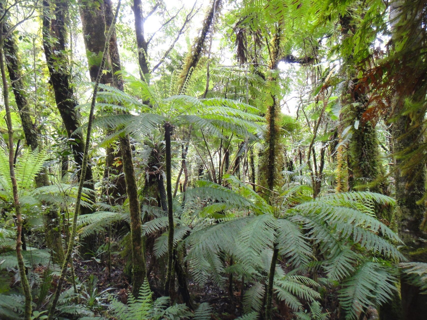 Leptopteris wilkesiana habit