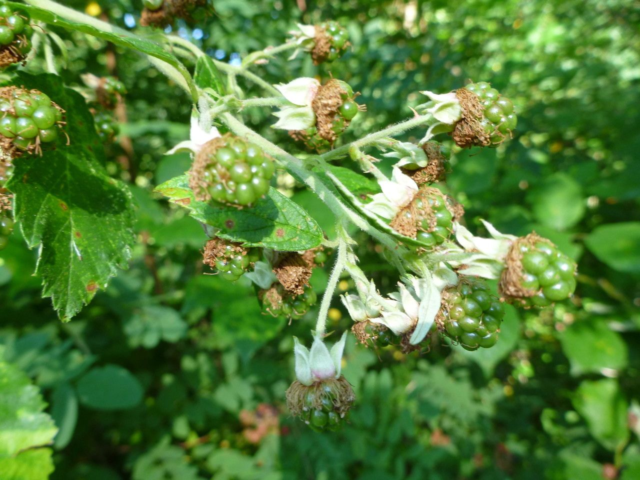 Rubus phyllostachys flower
