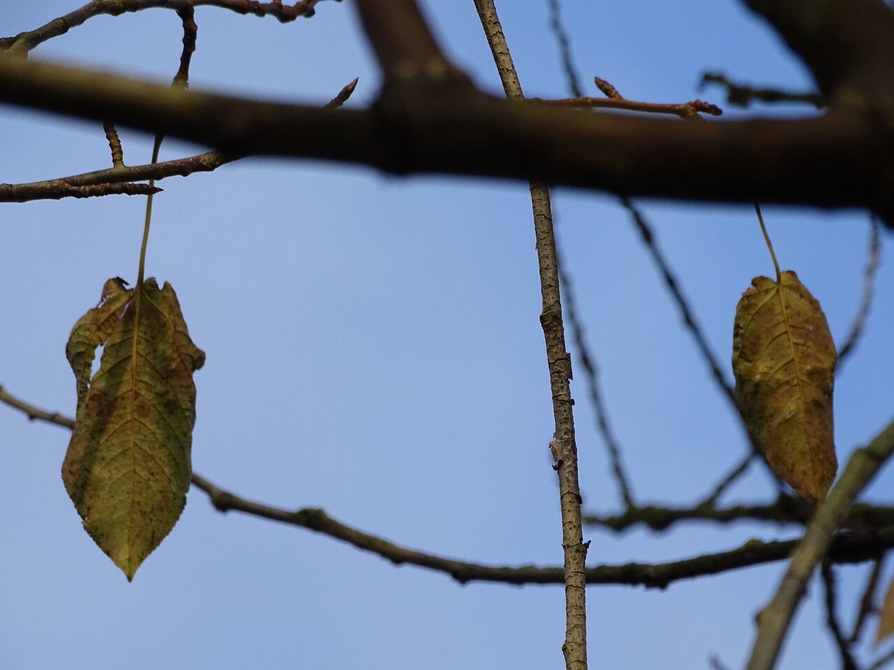Populus violascens — search result for 'Populus'