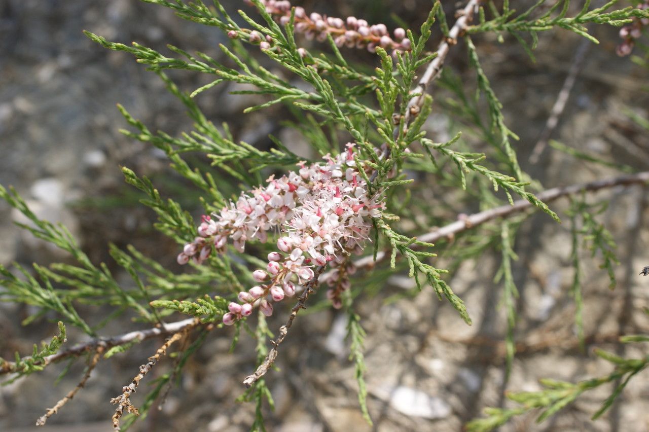 Tamarix hampeana flower