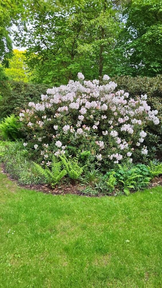 Rhododendron aberconwayi habit